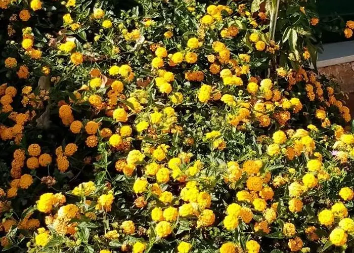 Casa Rustica - Courtyard House *