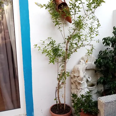 度假居 Casa Rustica - Courtyard House 奥良