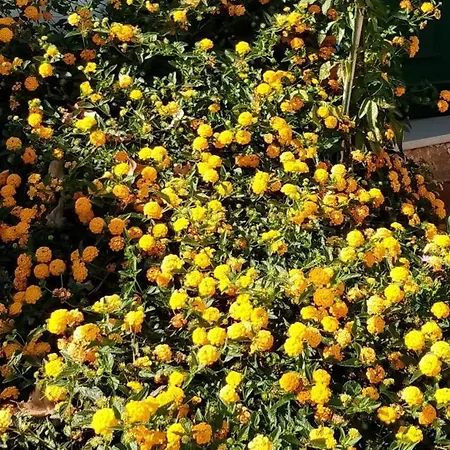 Casa Rustica - Courtyard House *